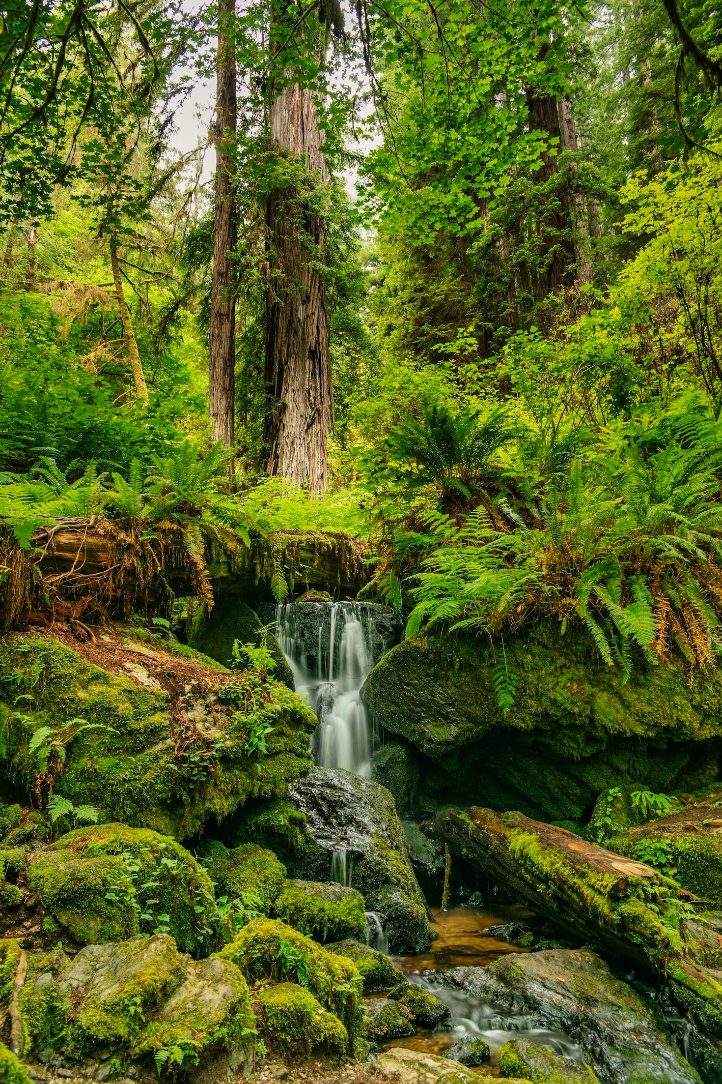 The Role of Education in Rainforest Conservation