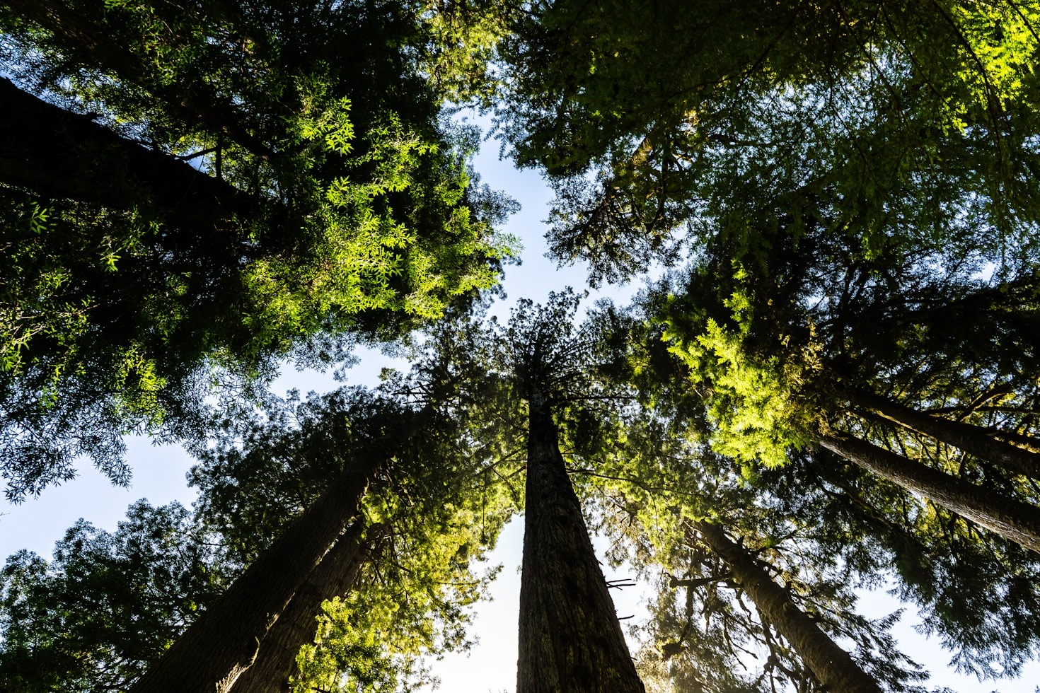 Understanding the Amazon’s Vital Role in Ecology