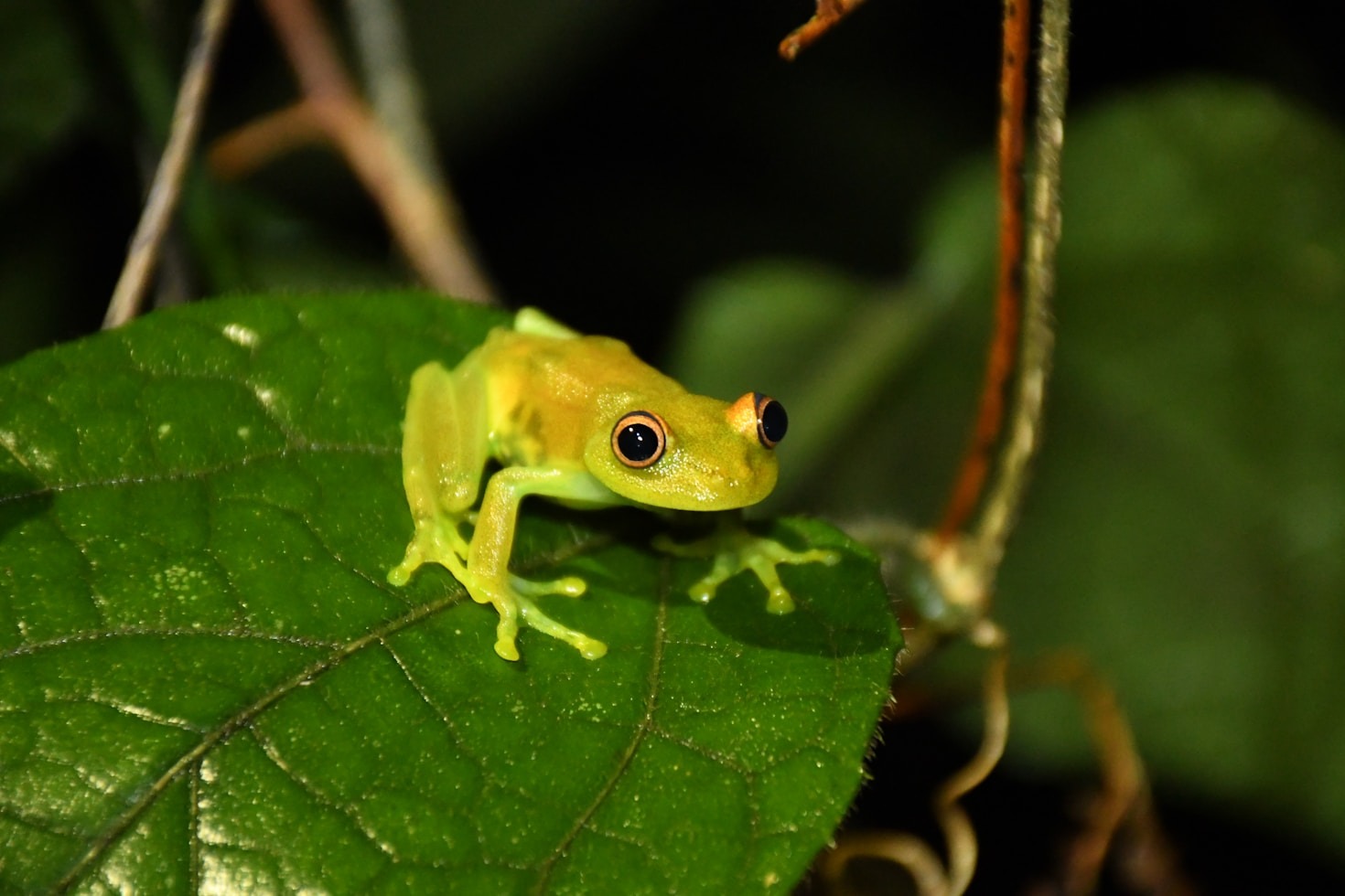 Challenges and Solutions for Preserving the Amazon