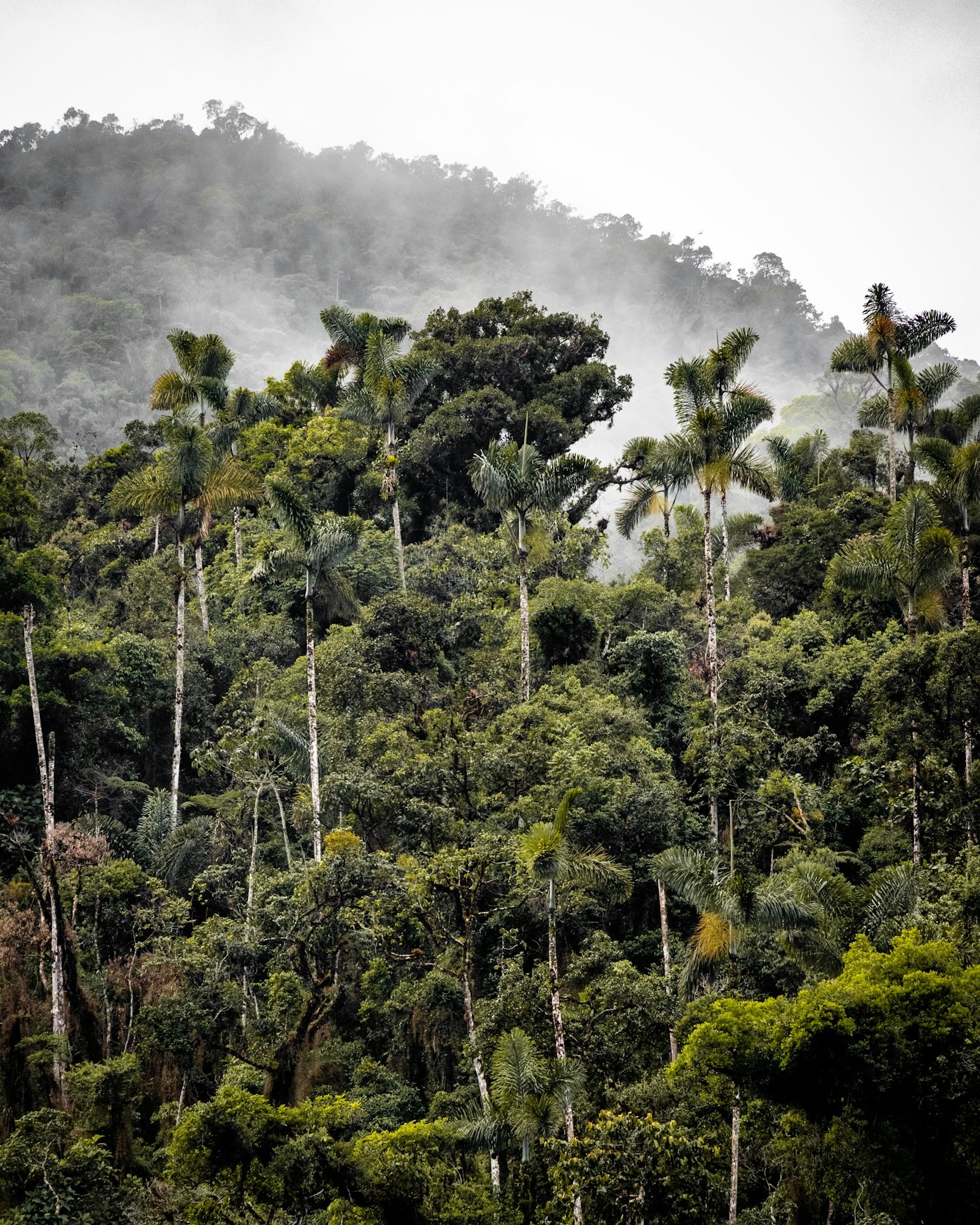 The Future of Amazon Conservation Initiatives